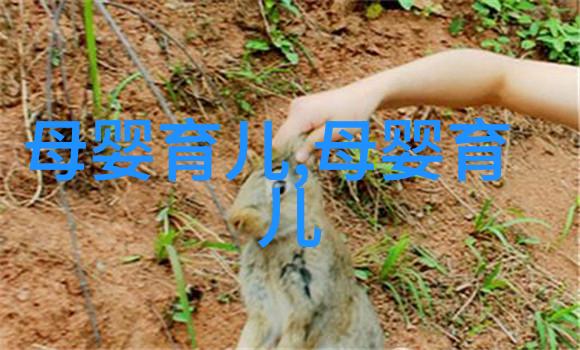 艾尚燕即食燕窝礼盒价格是多少